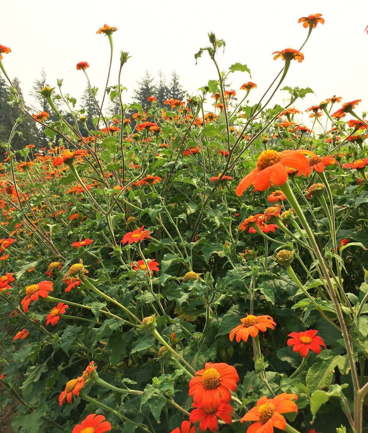 65+ Mexican Torch Orange Sunflower Seeds by my, Brooklyn Botanical Garden’sClub!