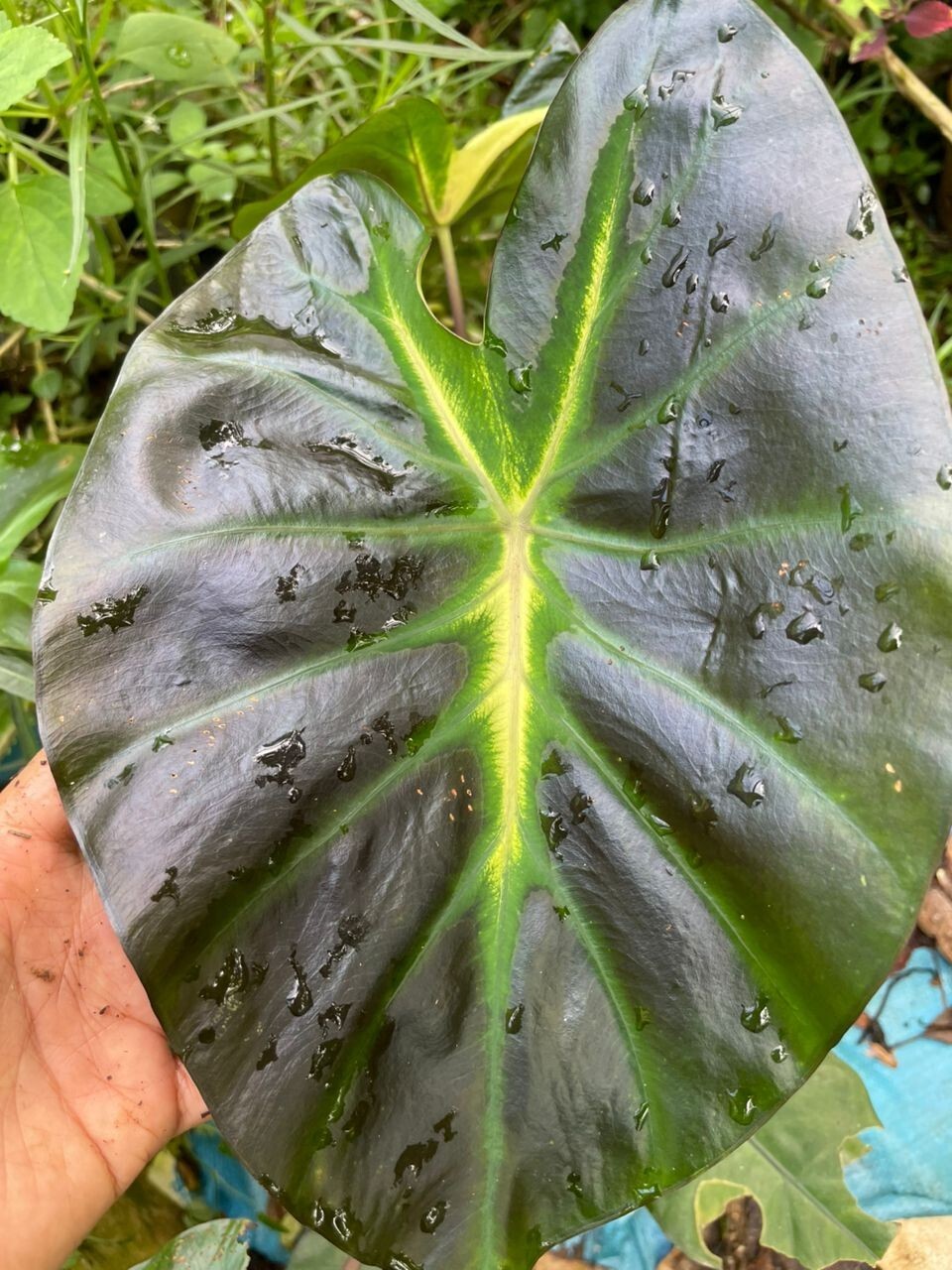 AUTHENTIC Colocasia Tossakan 1 bulbs