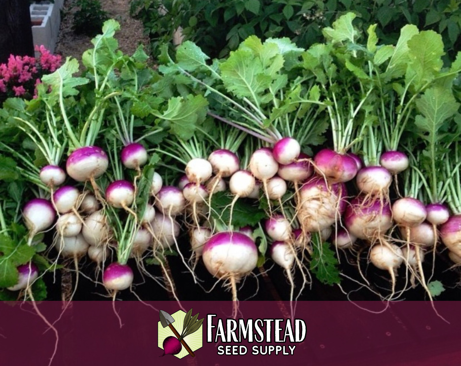 3500+ Turnip Seeds [Purple Top White Globe] Vegetable Garden Seed Packets, USA
