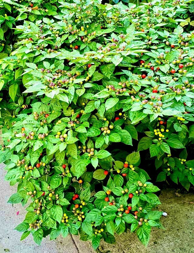 Wiri Wiri bird eye chili rare Very Hot pepper seeds 30+ Seeds