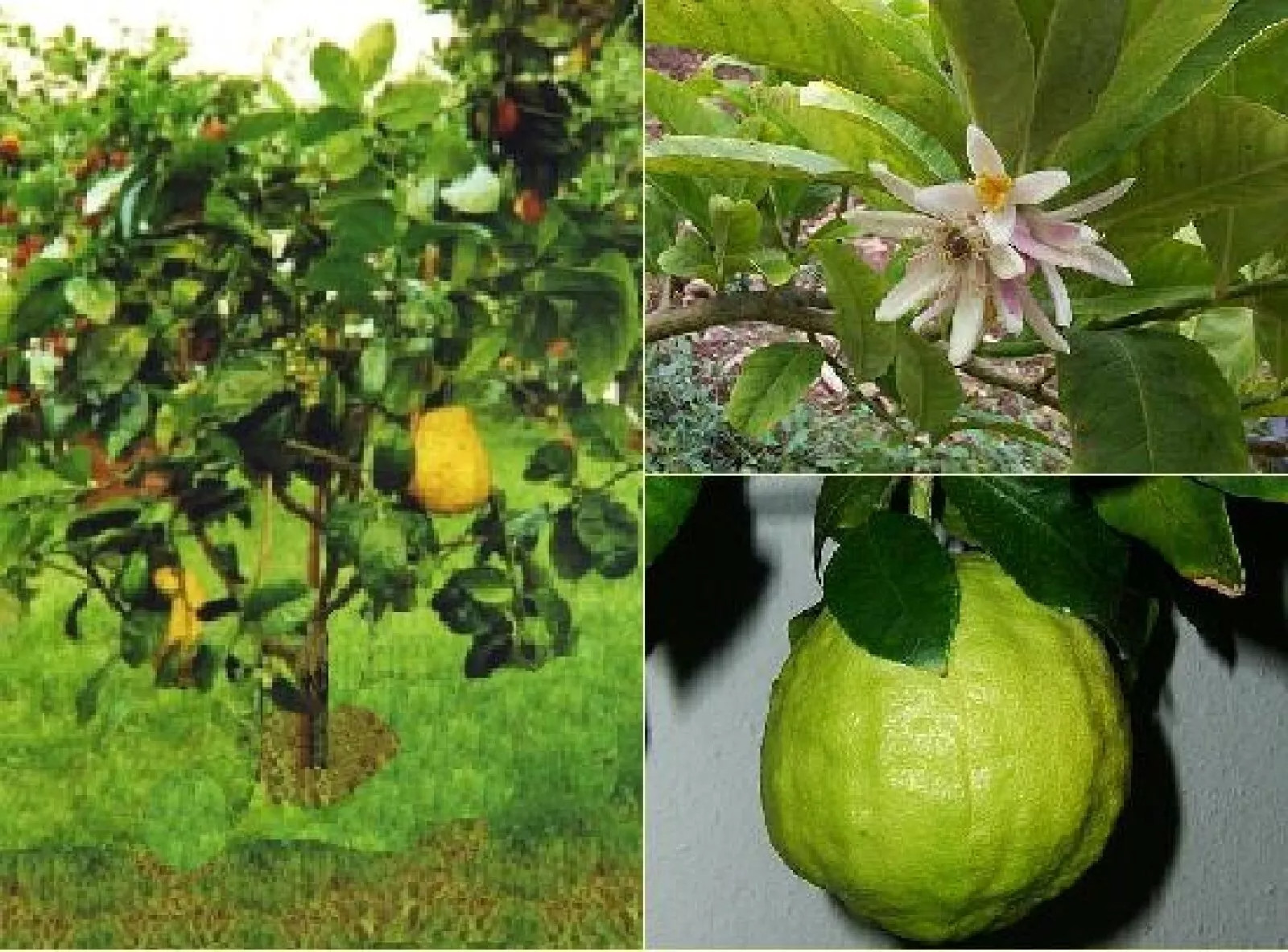Citron {Citrus medica} Organic Fragrant | Heirloom 5 SEEDS USA POST