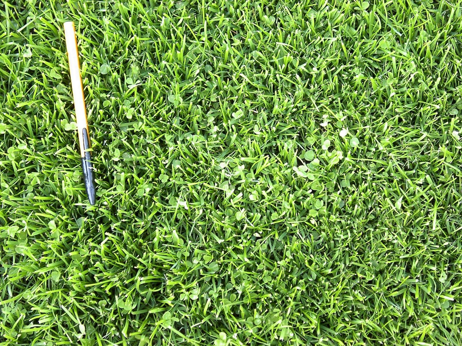 X-Seed 440AS0135UCT-5 MicroLawn Grass & Micro-Clover Mixture 5 lbs White