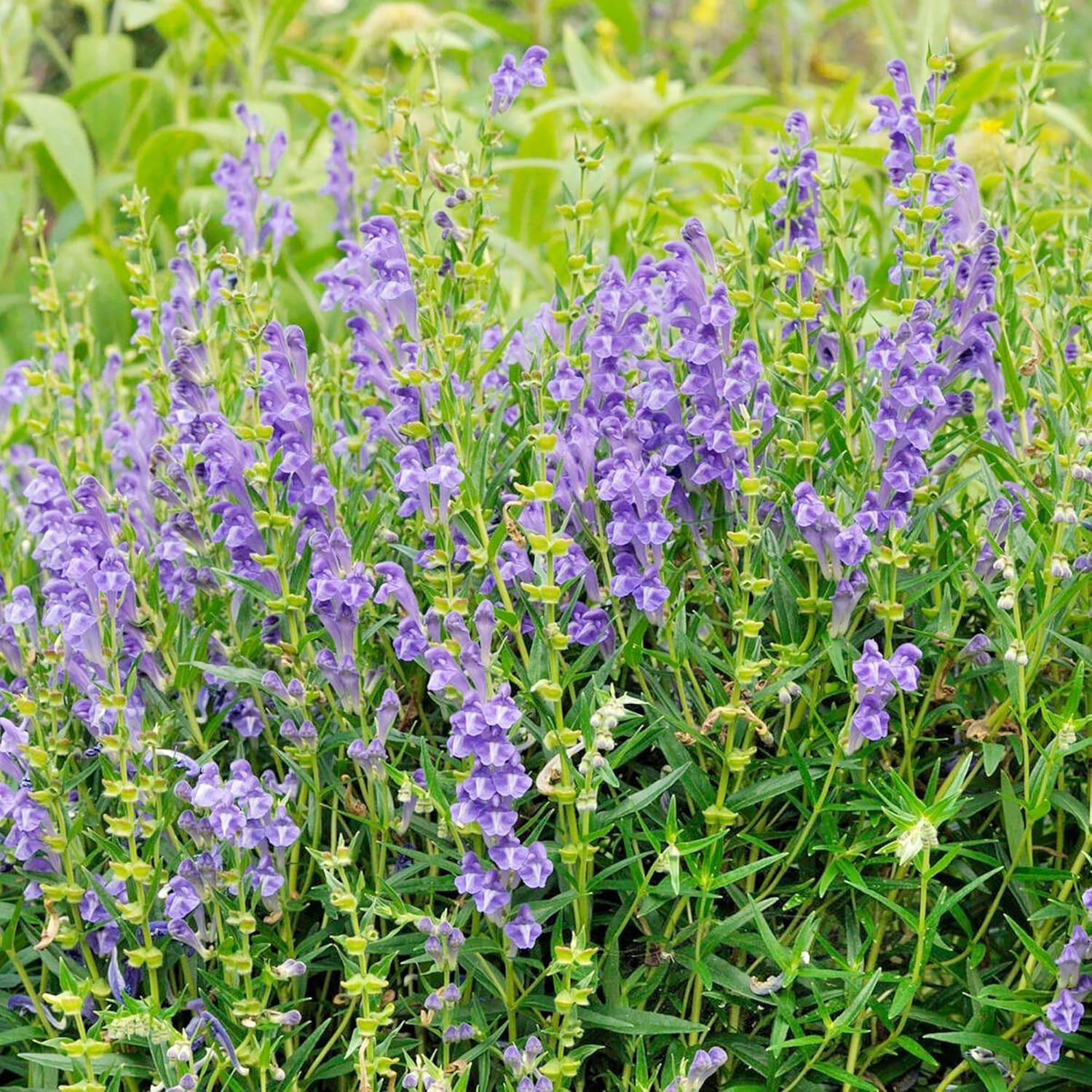 Baical Skullcap (Scutellaria) Seeds – 300Pcs Pack – Low Maintenance Herb with Tr