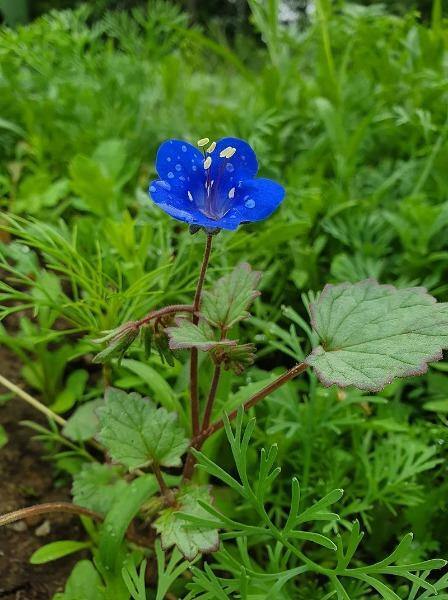Phacelia campanularia | California Bluebells | 50 Seeds