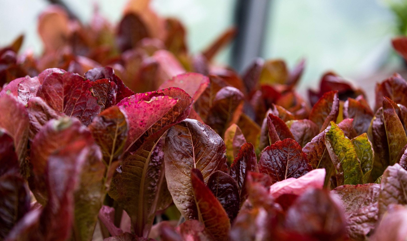 3000 RED ROMAINE LETTUCE Lactuca Sativa Vegetable Seeds *Flat S/H