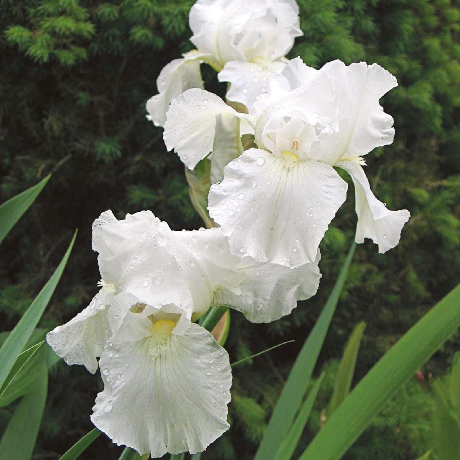 NC Organic Heirloom Bearded Tall White Iris Rhizomes Set of 6 Fresh 2025