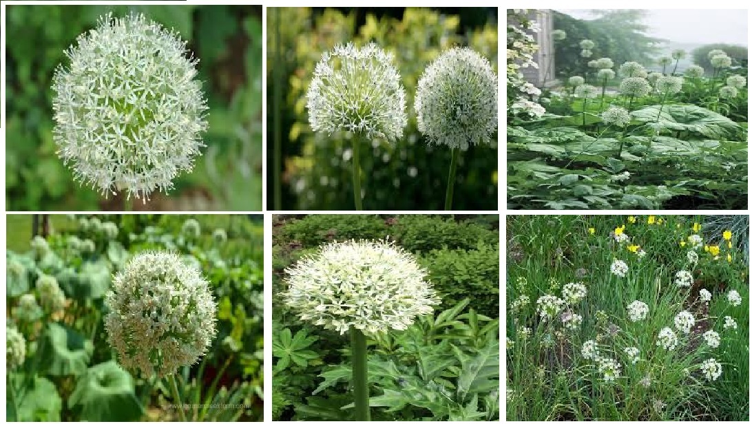 WHITE CRYSTAL ALLIUM ORNAMENTAL FLOWER OVER 25 + SEEDS USA Seller