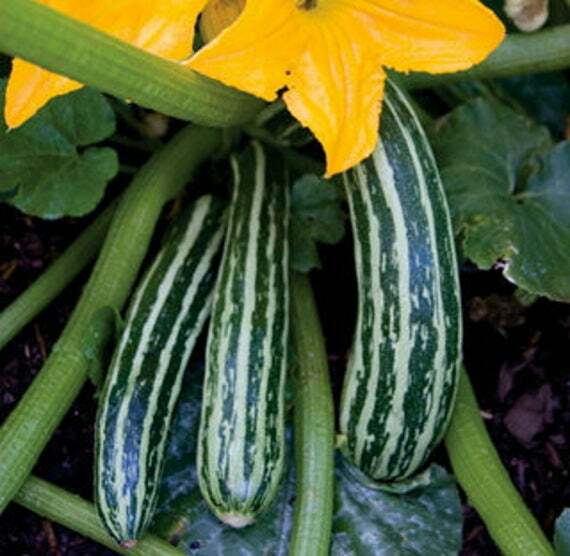 Cocozelle Zucchini Summer Squash Seeds, NON-GMO, Cocozella di Napoli, FREE SHIP