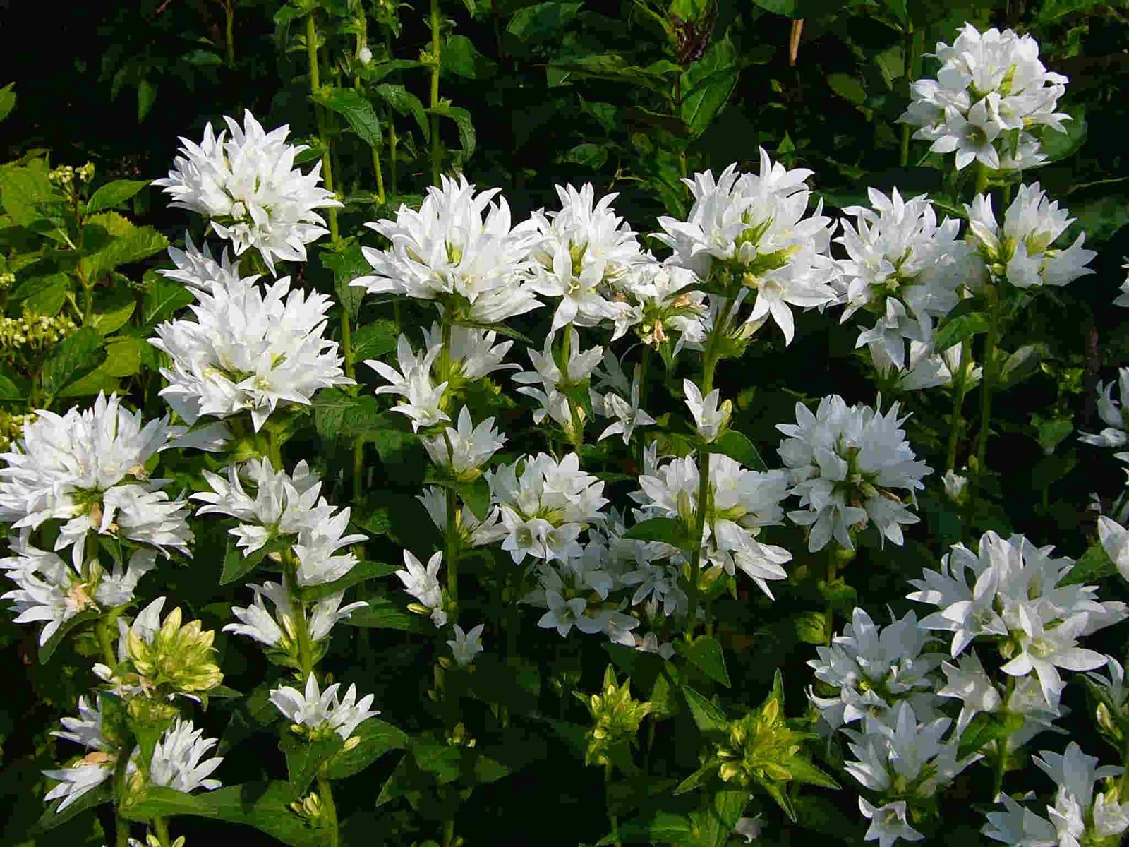 Campanula glomerata – Alba seed