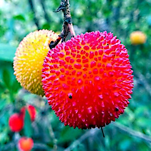 STRAWBERRY TREE SEEDS Arbutus Unedo Garden Fruit Plant Irish Killarney RARE!