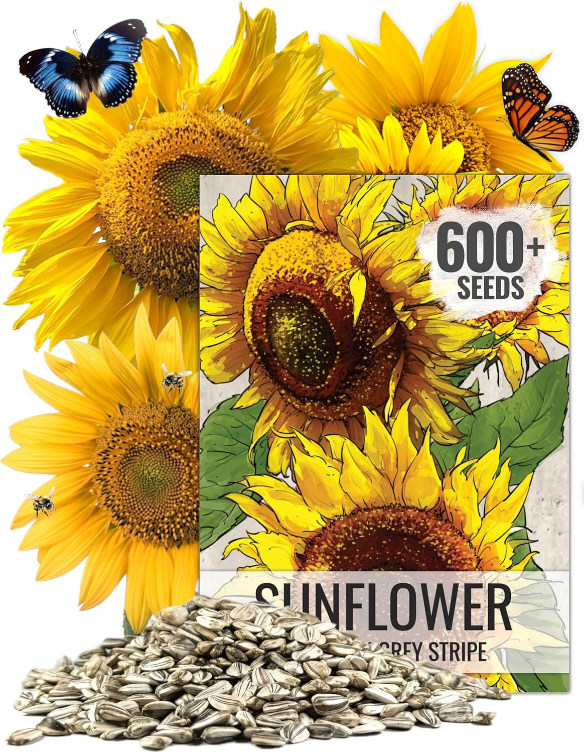 Mammoth Grey Stripe Sunflower Seeds | 600+ Heirloom Seeds Helianthus Annuus Non