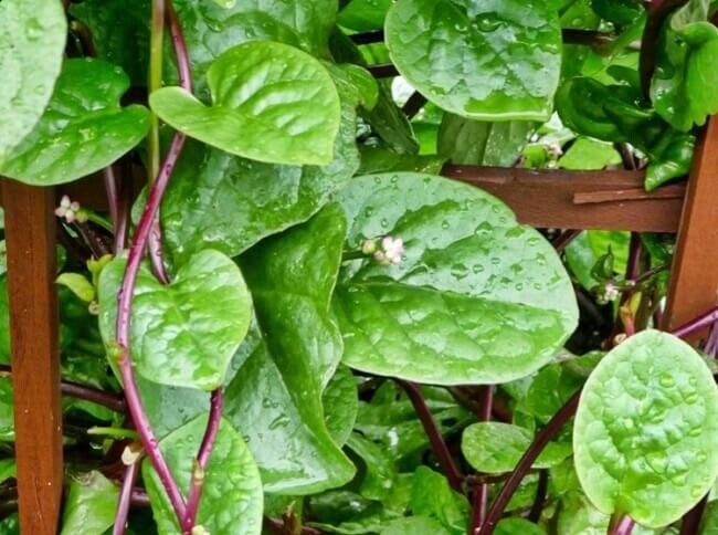 100+ red (rubra) malabar spinach seeds/ mồng tơi đỏ