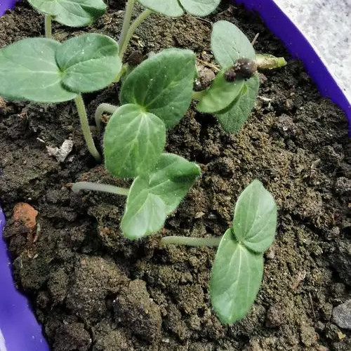 Okra -Green Slim