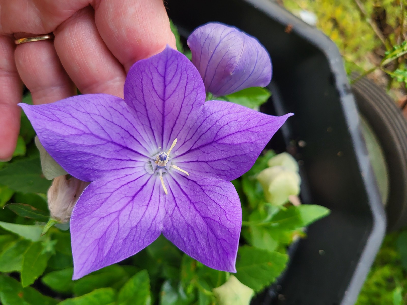 Balloon Flower -Toraji Platycodon grandiflorus-Blue Color-2025-20 Seeds