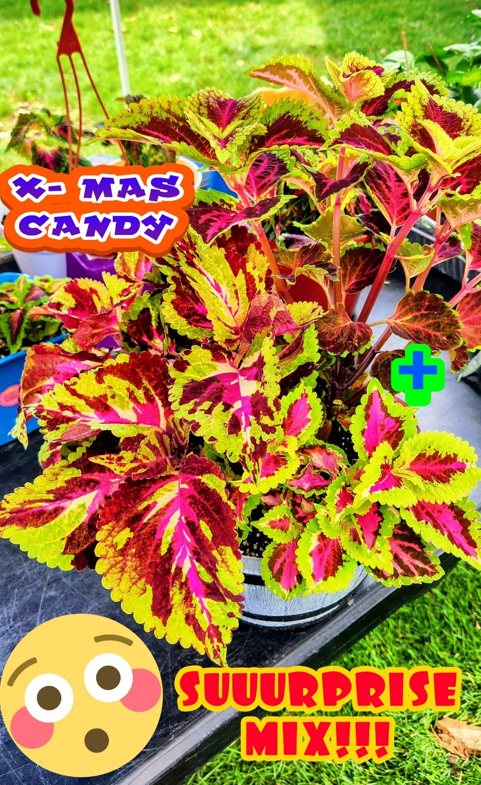 JIM’s CHOICE 8 PACK COLORFUL COLEUS SEEDS FREE SHIPPING