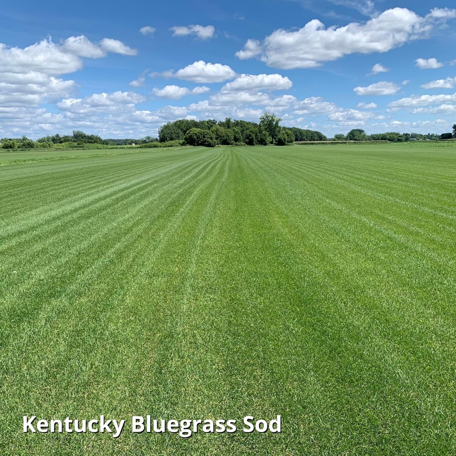 Jonathan Green Blue Panther Kentucky Blue Grass Blend Seed Mix, 3lb bag, 4 Pack