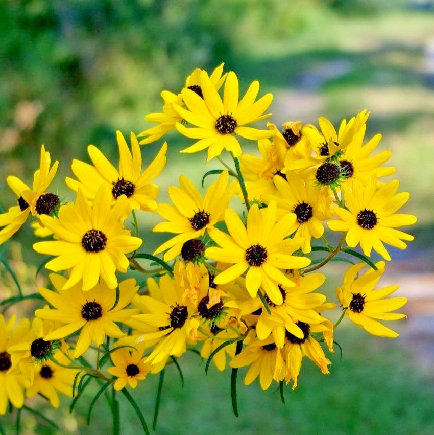 101+SWAMP SUNFLOWER Seeds Perennial Native Wildflower Poor Soils Heat Cold Easy