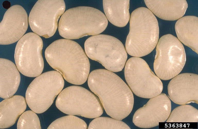50 WHITE DIXIE LIMA BEAN Butterpea Phaseolus Vulgaris Vegetable Seeds *Comb S/H