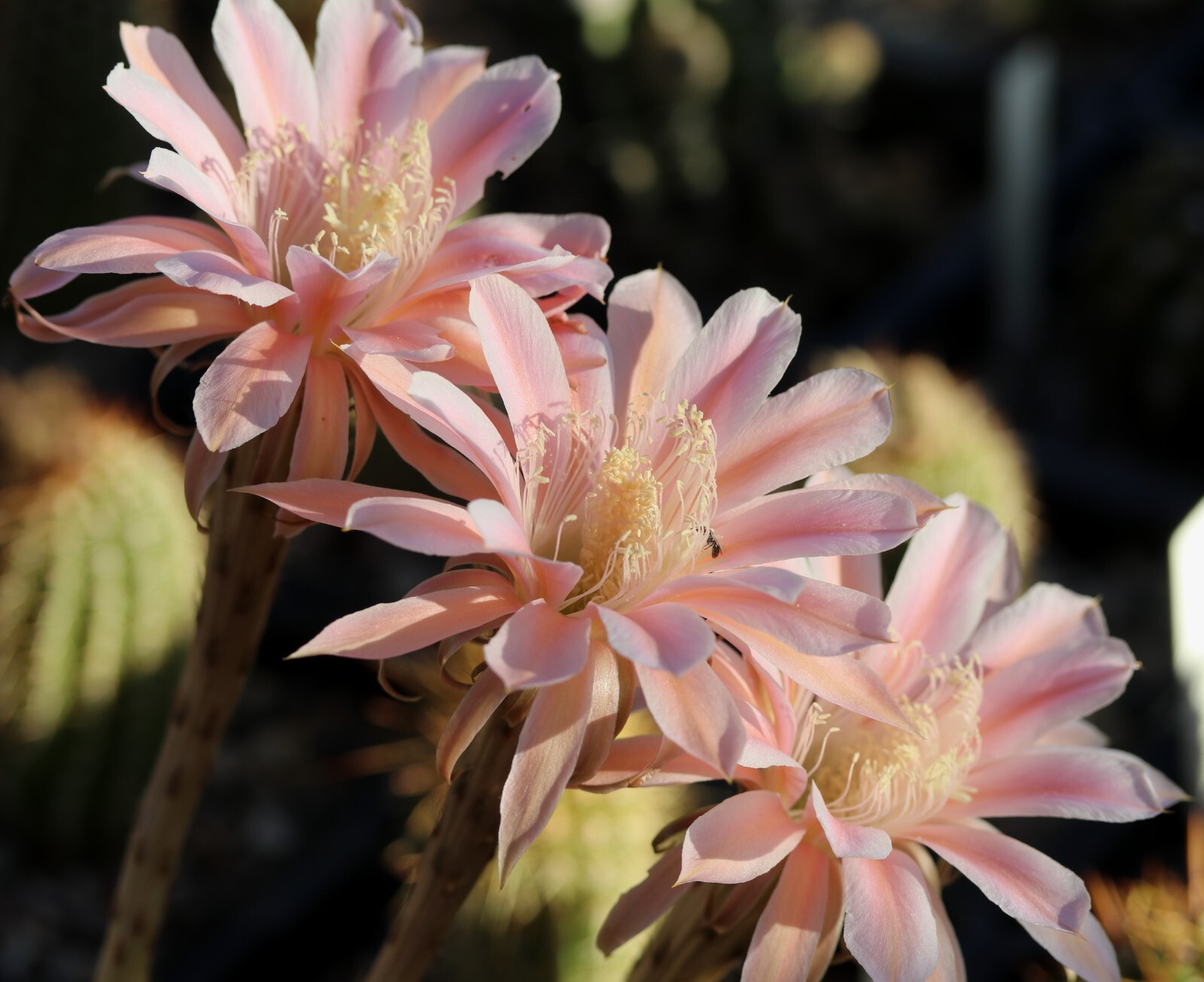 Echinopsis hybrid ‘Terra Cotta’