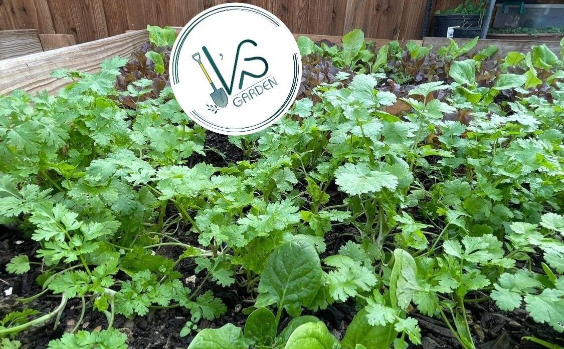 (100+ pcs) CILANTRO SEEDS, CORIANDER LEAVES, 香菜, 고수, RAU MÙI, NGÒ RÍ |NEW SEEDS|