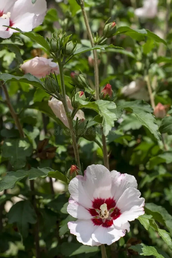 🌼Flower Seeds🌼Rose Of Sharon🌼50+ Seeds🌼 Free Shipping!🌼White w/ Pink Center