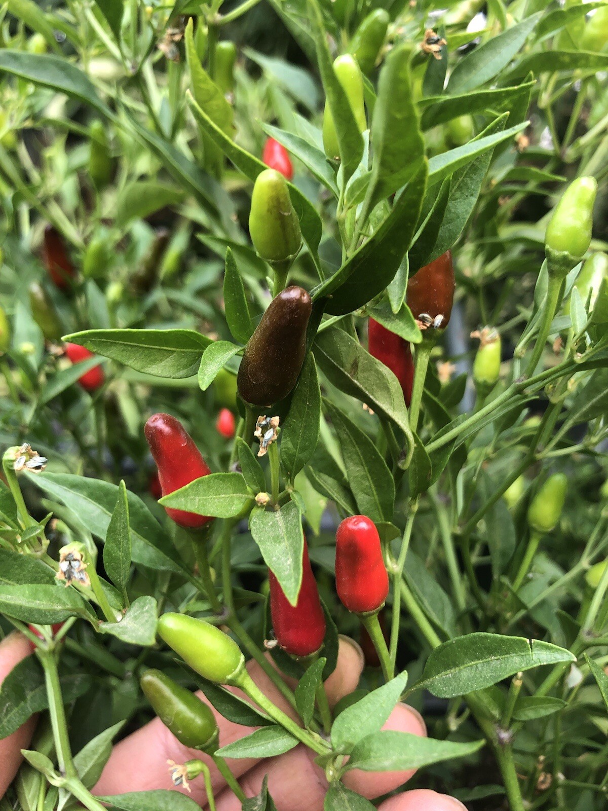 birds eye/ Siling Labuyo Chili hot Peppers Organic US Home Grown Real Seed