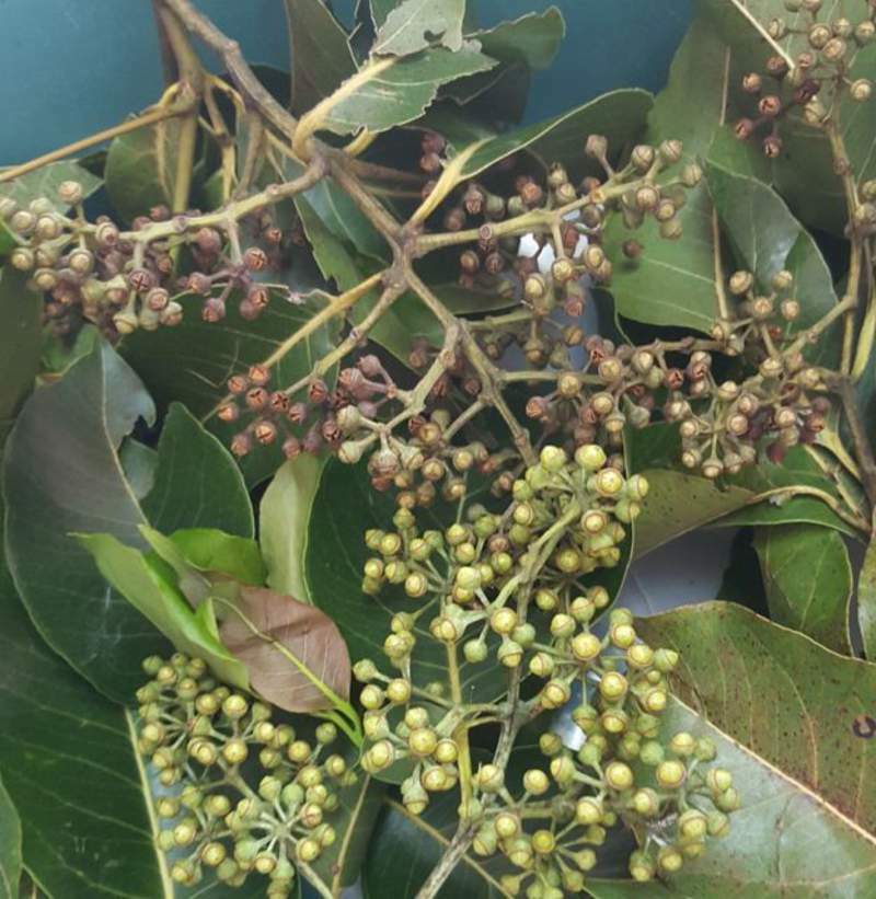 1-1000 PCS Rainbow Eucalyptus Tree Seeds Indonesian Gum Mindanao Sarassa 0128