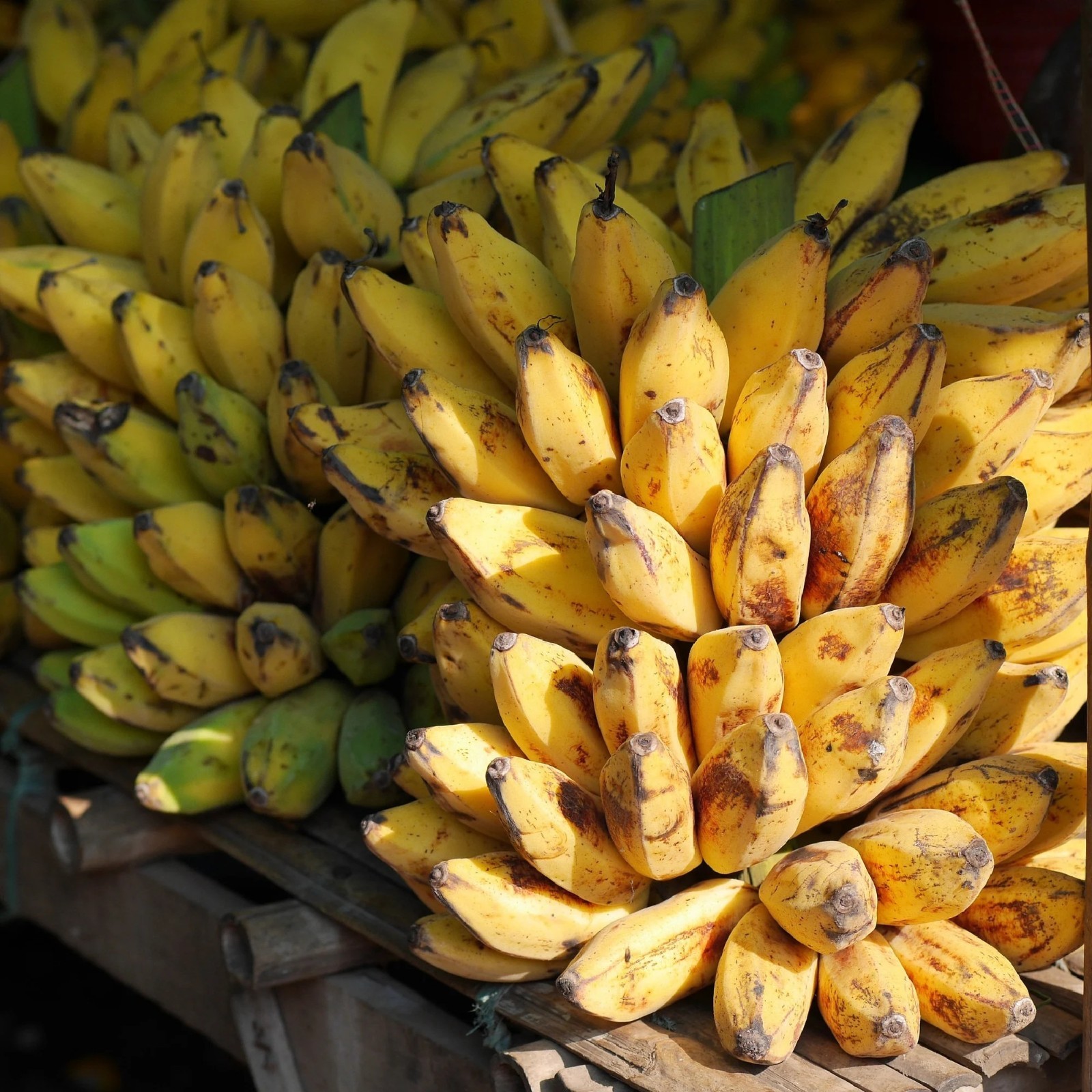 Dwarf Banana Tree {Musa x p.} Organic 2026 Harvest 5 seeds Free Shippining!