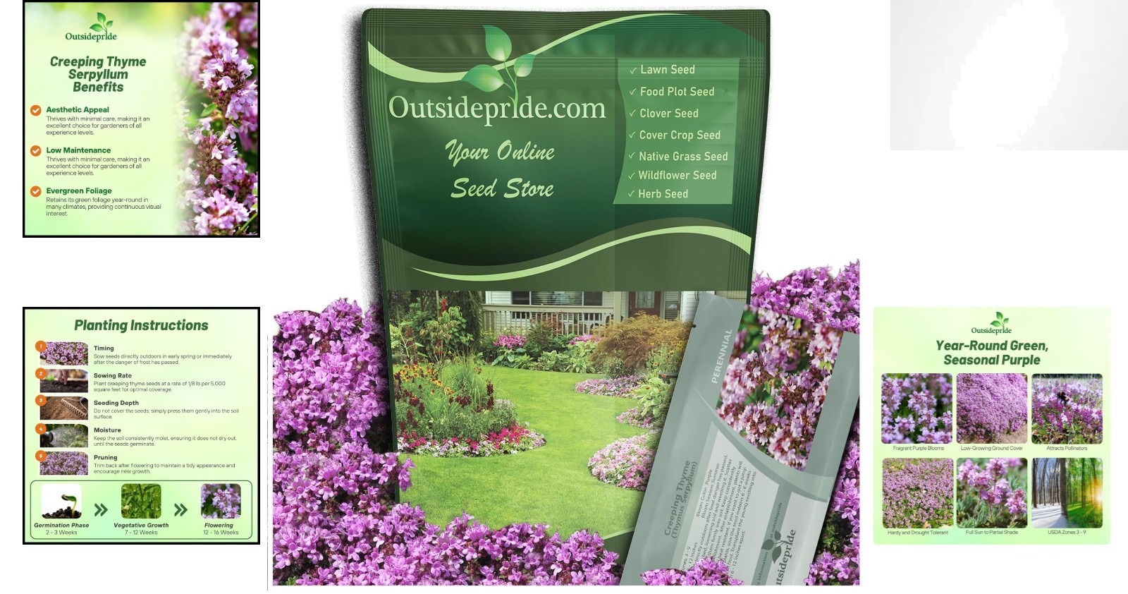 Creeping Thyme Seeds – 1/2 Lb Drought Tolerant Lavender Blooms for Beautiful …