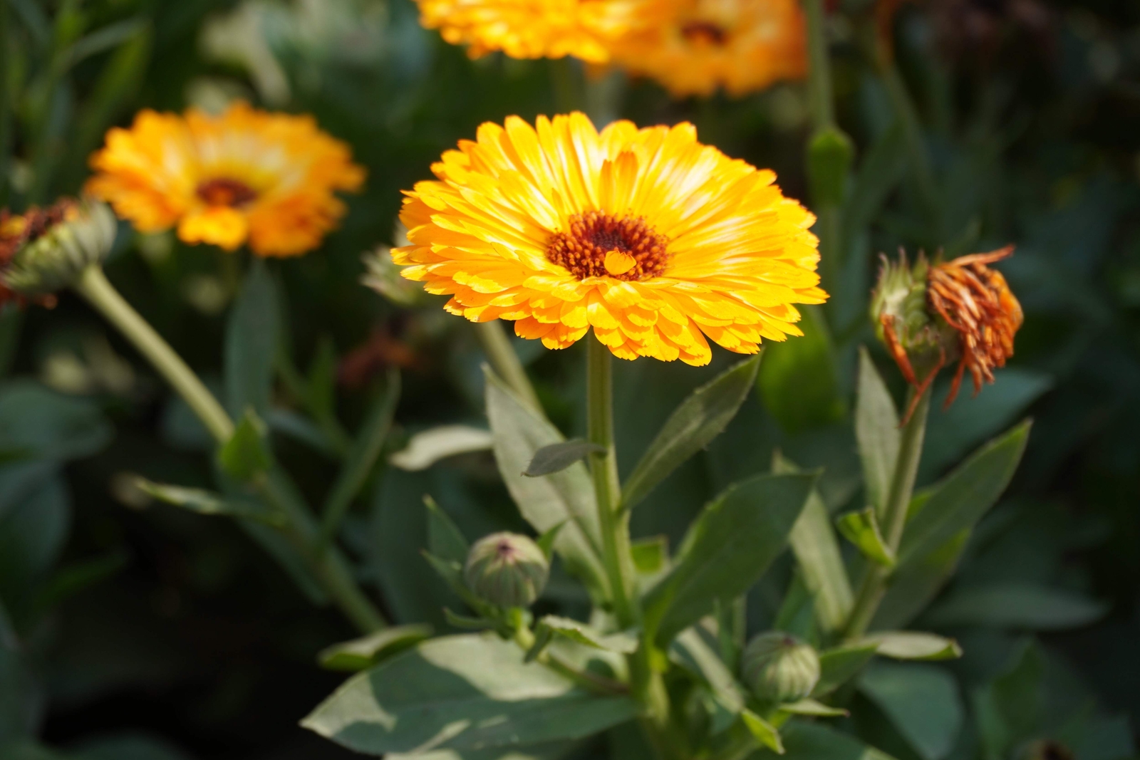 500 PACIFIC Beauty YELLOW MARIGOLD Calendula Officinalis Flower Seeds
