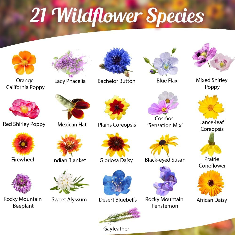 Drought Tolerant Wildflower Seeds – 4Oz, Open-Pollinated Bulk Flower Seed Mix fo