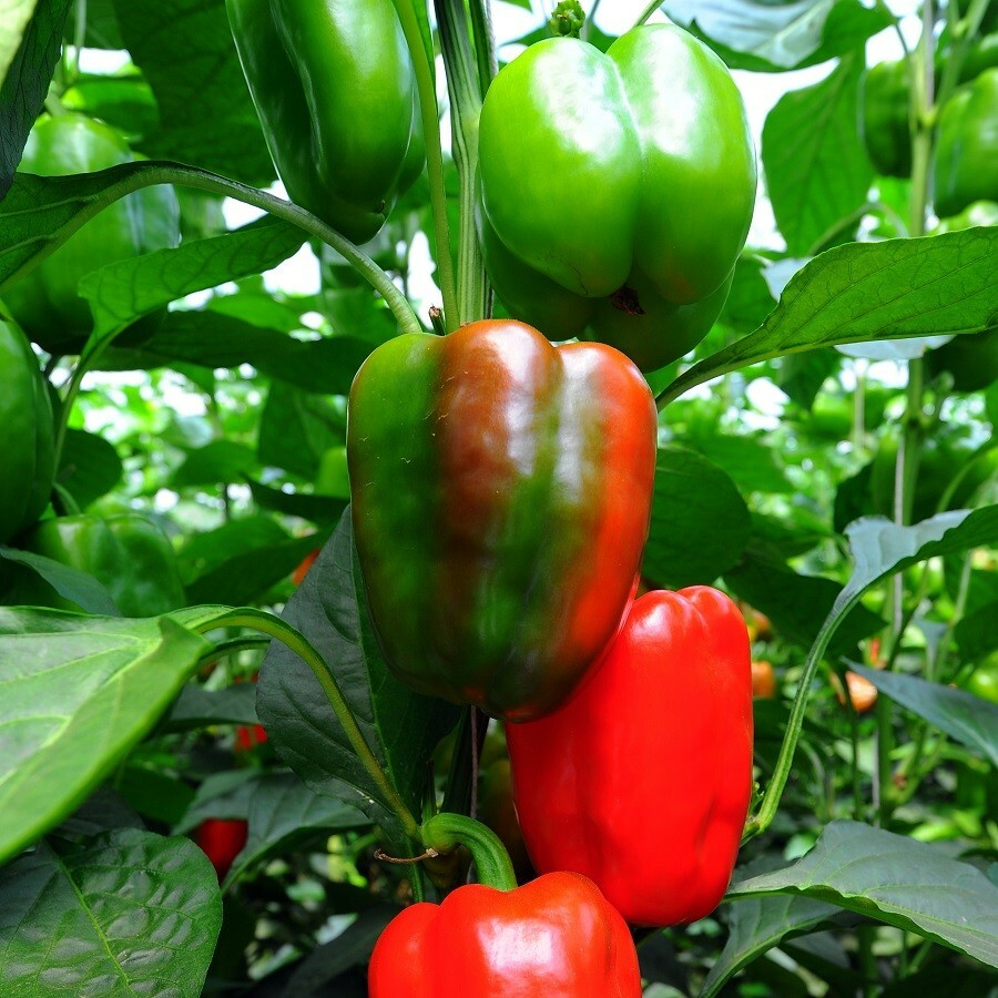 100++ SWEET Heirloom Big Red Bell Pepper Seeds | Organic NON-GMO | 2024 Season