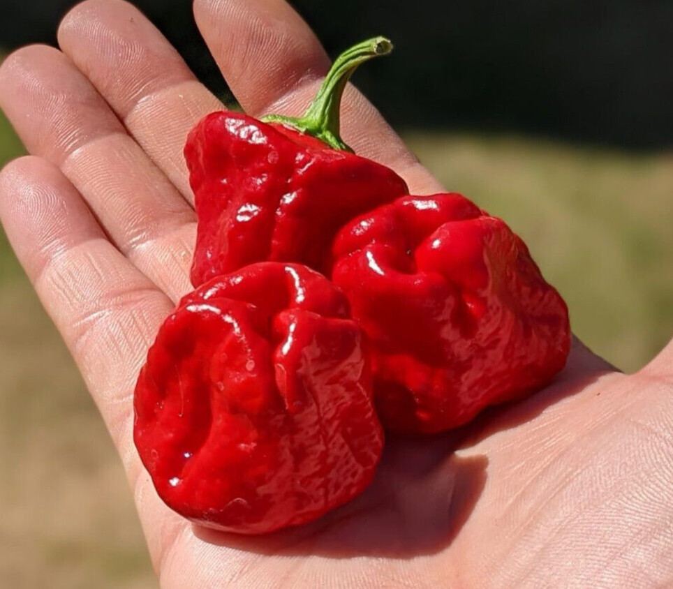 Caribbean Blend Hot Peppers – 40 Seeds Red Orange Yellow White