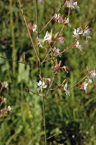 Oenothera gaura | Biennial Gaura | Beeblossom | 10 Seeds
