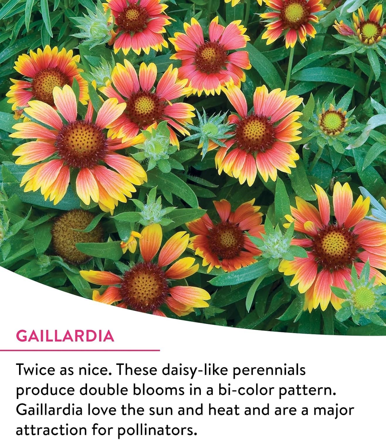 Butterfly Garden Seed Mix | 25,000 Non-GMO Wildflower Seeds