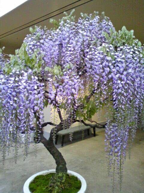 10 Purple Wisteria Bonsai Tree Seeds Highly Prized Flowering Bonsai
