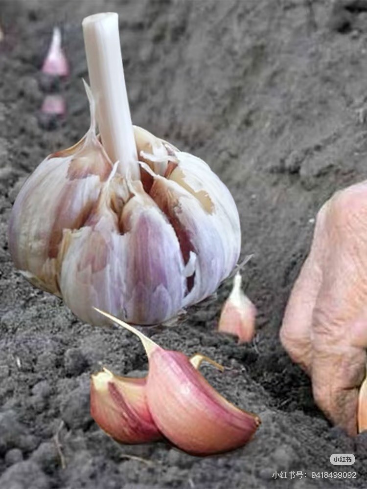 California Softneck Garlic, 6 Bulbs. Great for Fall or Spring Planting