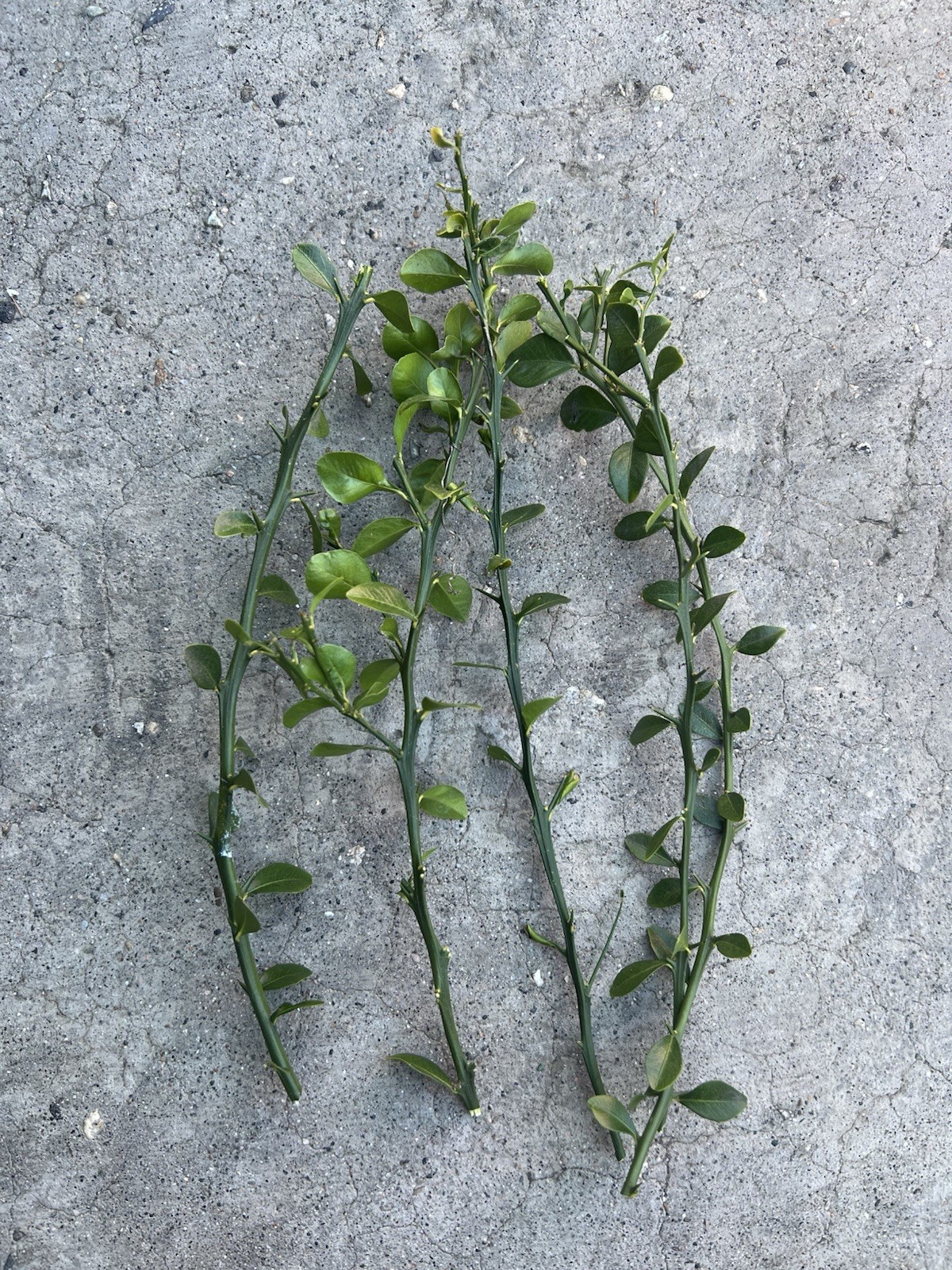 Australian Finger Lime 5 Cuttings No Root Ready To Plant