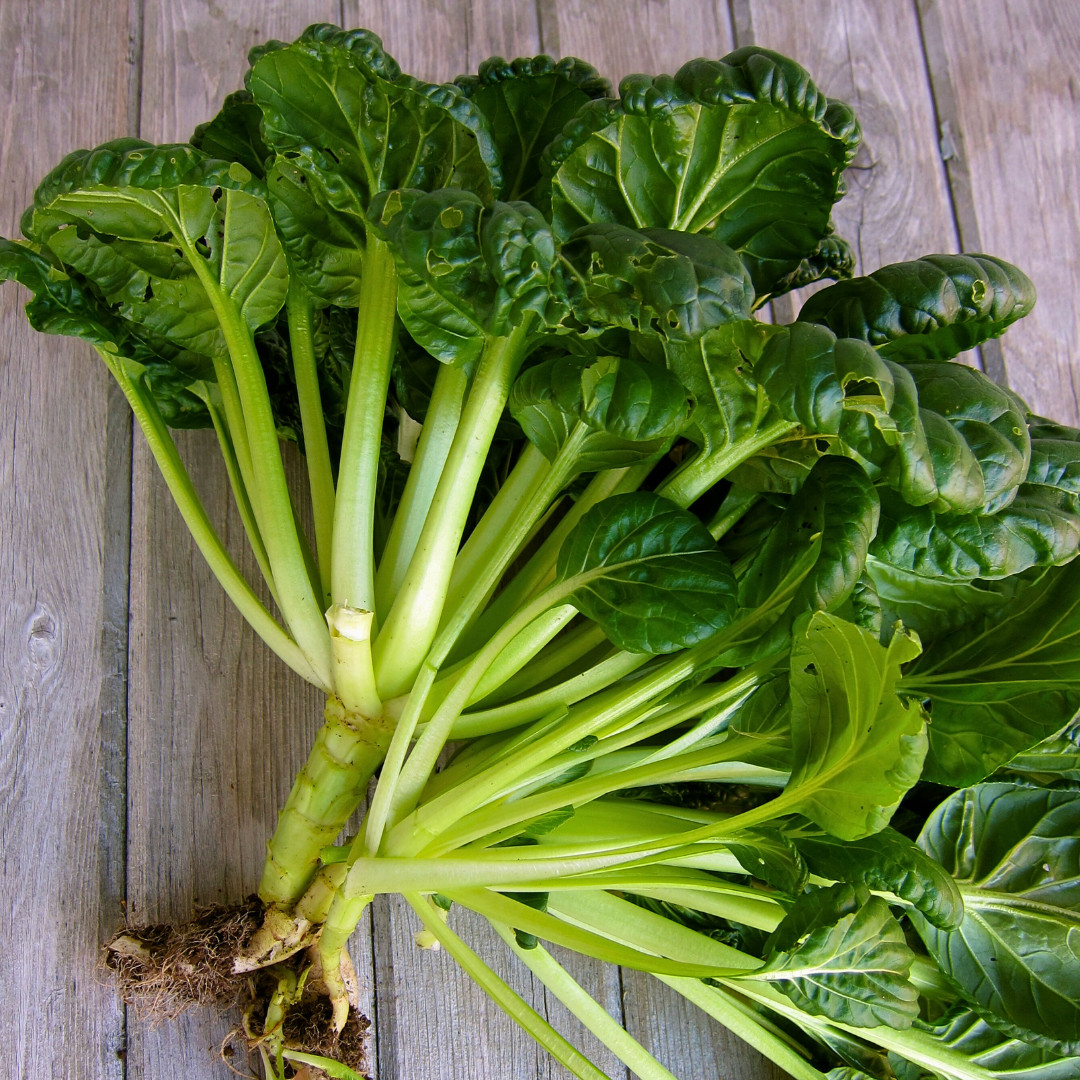 Fresh Tat Soi Asian Cabbage Seeds | Heirloom Non-GMO | Asian Vegetables