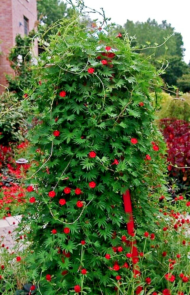 50 STAR GLORY SEEDS Cardinal Creeper Vine Flower Plant Butterflies Hummingbirds