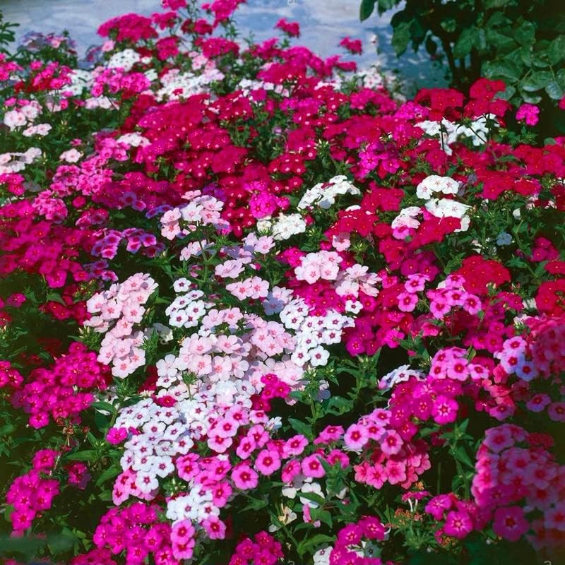 1200+ Mixed Phlox – Creeping Perennial Ground Cover – Popstars Phlox Creeping C
