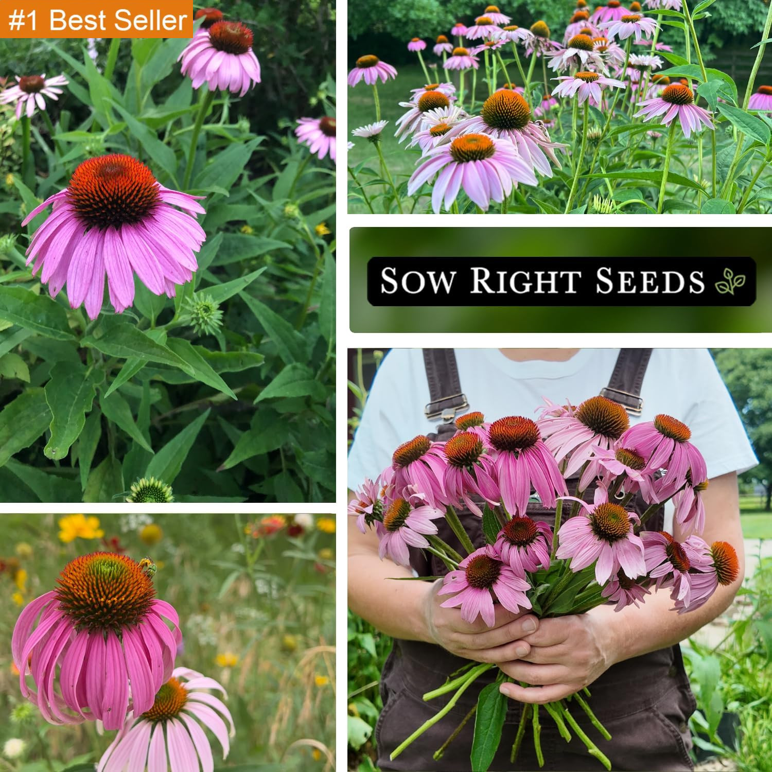 Sow Right Seeds – Purple Coneflower/Echinacea Flower Seeds for Planting – Non-Gm