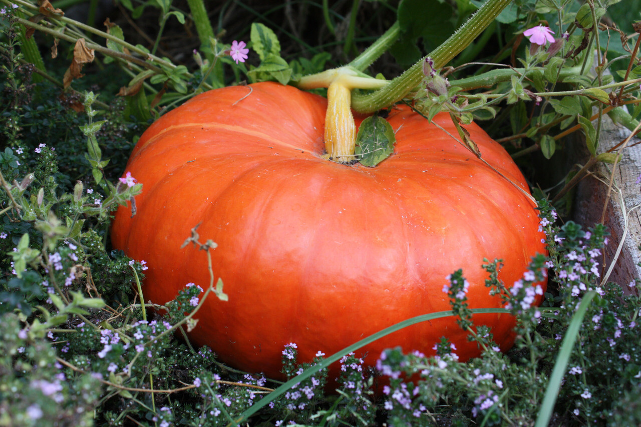 Cinderella Pumpkin Seeds, Pumpkin Pie, Halloween, Rouge vif d’Etampes, FREE SHIP