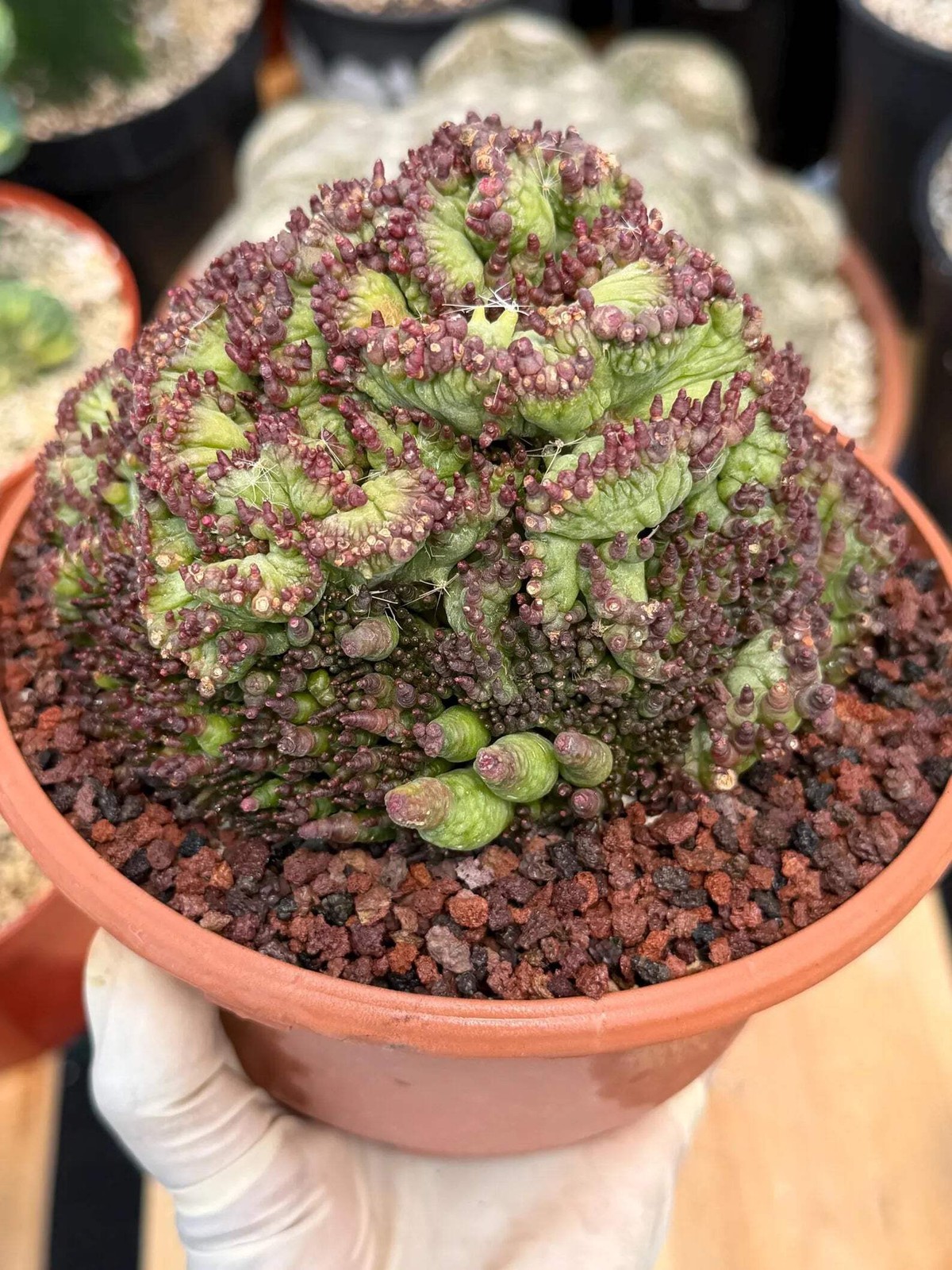 Crested Mammillaria bocasana cv. Fred | Rare Collector Cactus | Unique Live Succ