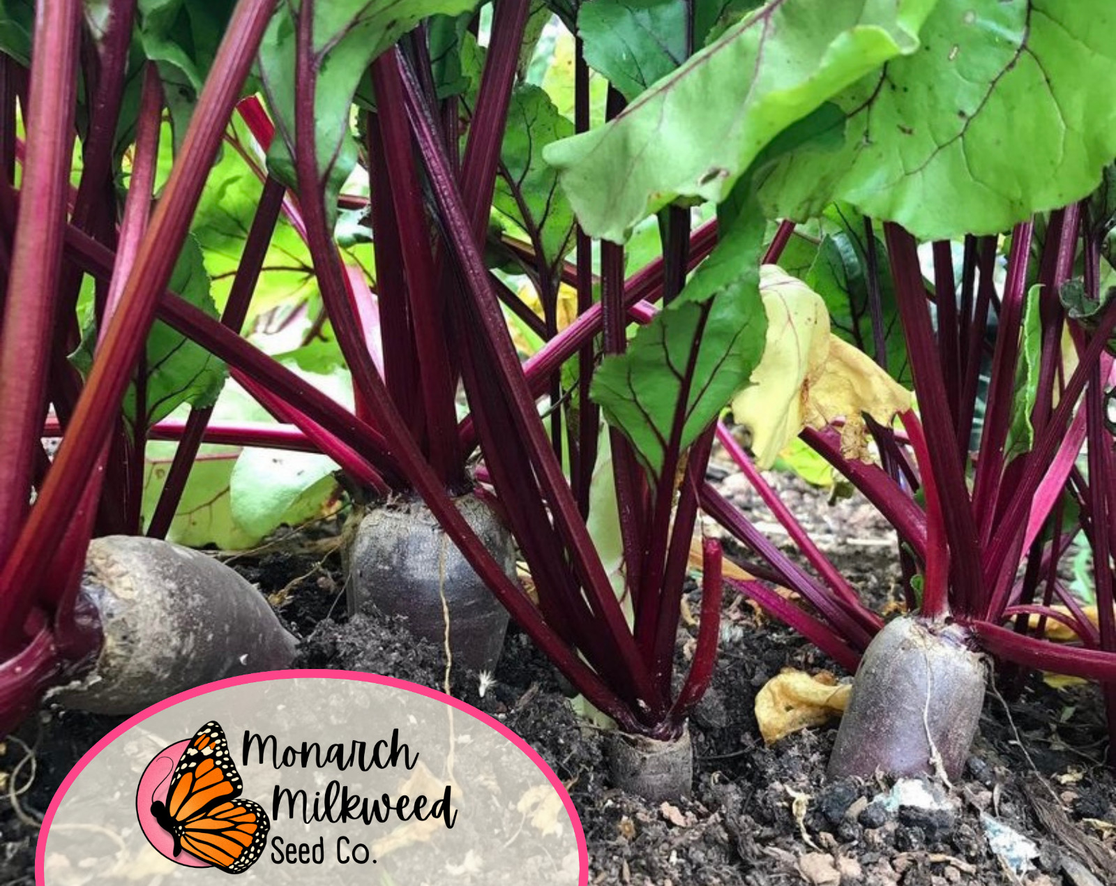 550+ Beet Seeds ‘Cylindra’ | Heirloom, Non-GMO, Vegetable Gardening Seed Packet
