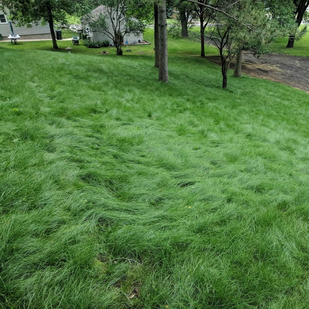 10 Lbs. Fine Fescue Grass Seed with OptiGrowth Coating for Vibrant Lawns