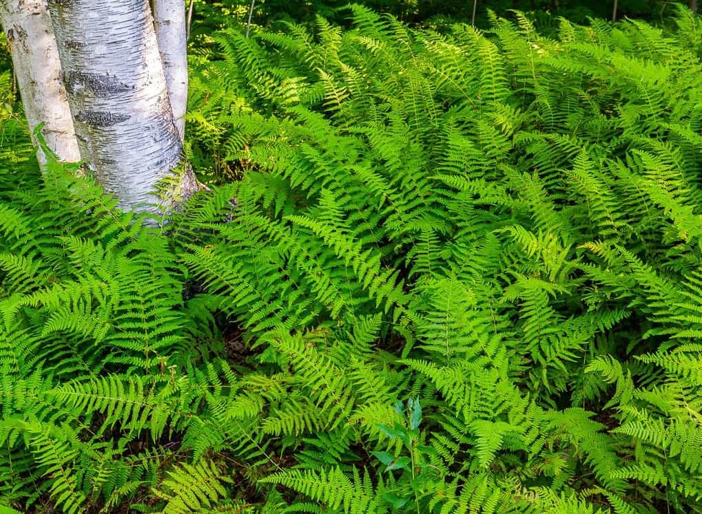 Hay Scented Fern clumps Bare-root (Dennstaedtia punctilobula)