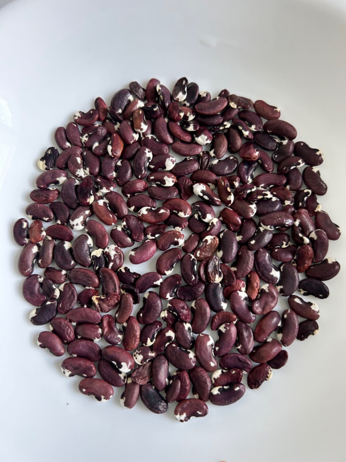 20+ 1500 Year Old Cave Bean Seeds Heirloom