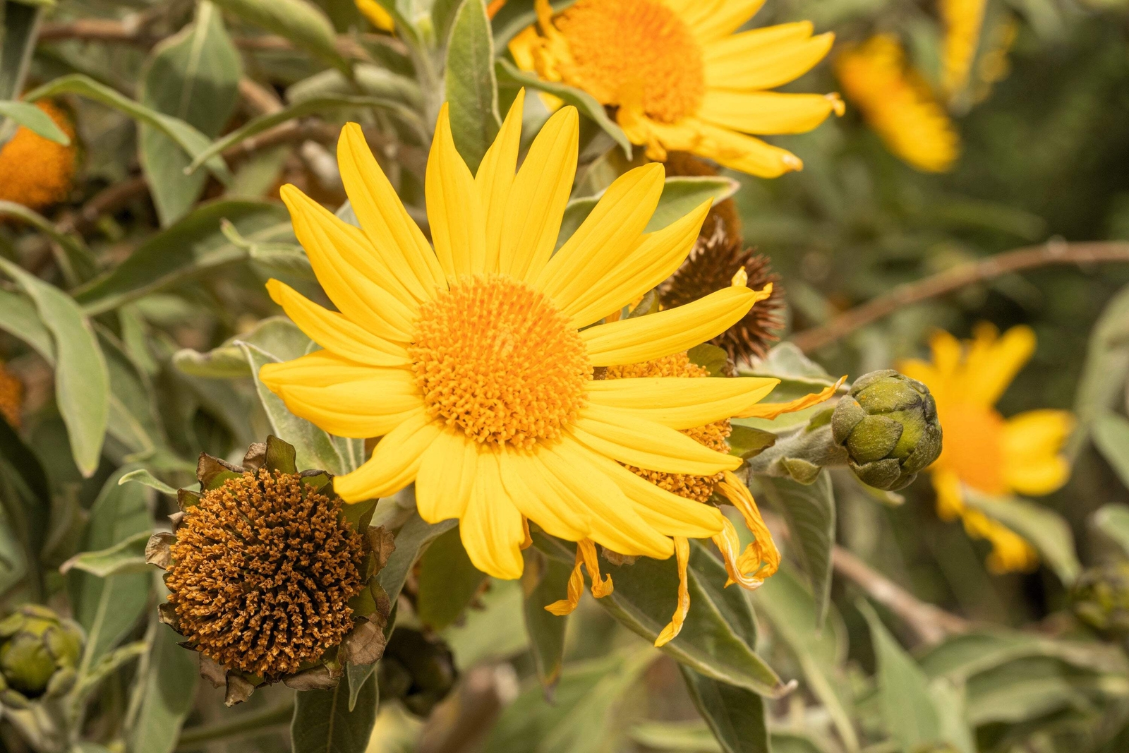 25 YELLOW TORCH MEXICAN SUNFLOWER Tithonia Speciosa Flower Seeds *Flat S/H