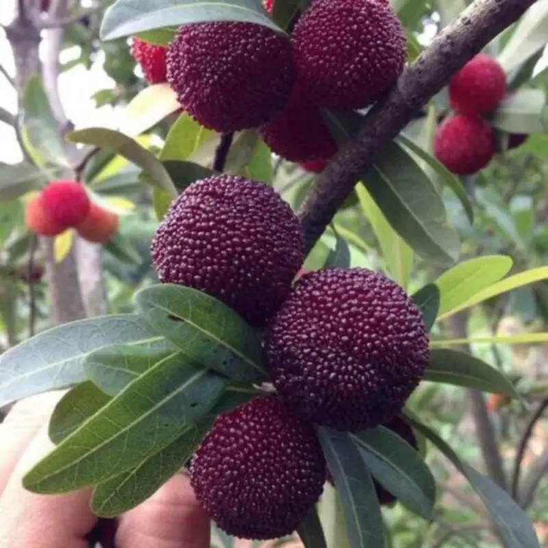 10 Pcs Bayberry Seeds For Garden Planting Fruit
